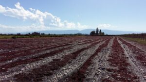 Lee más sobre el artículo Subsidios para el sector pasero de la provincia de San Juan