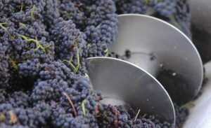 Lee más sobre el artículo Presentación del Programa de Apoyo a Pequeños Productores Vitivinícolas 