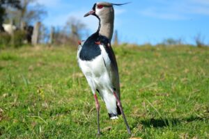 Lee más sobre el artículo EL TERO ✓ Información, curiosidades y características