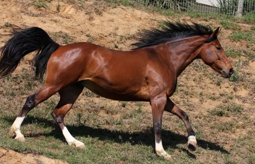 Lee más sobre el artículo ♡♥💕 Conociendo sobre el Caballo Alazán ♡♥💕