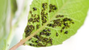 Lee más sobre el artículo Huerta orgánica: cómo enfrentar las 5 plagas más comunes del verano