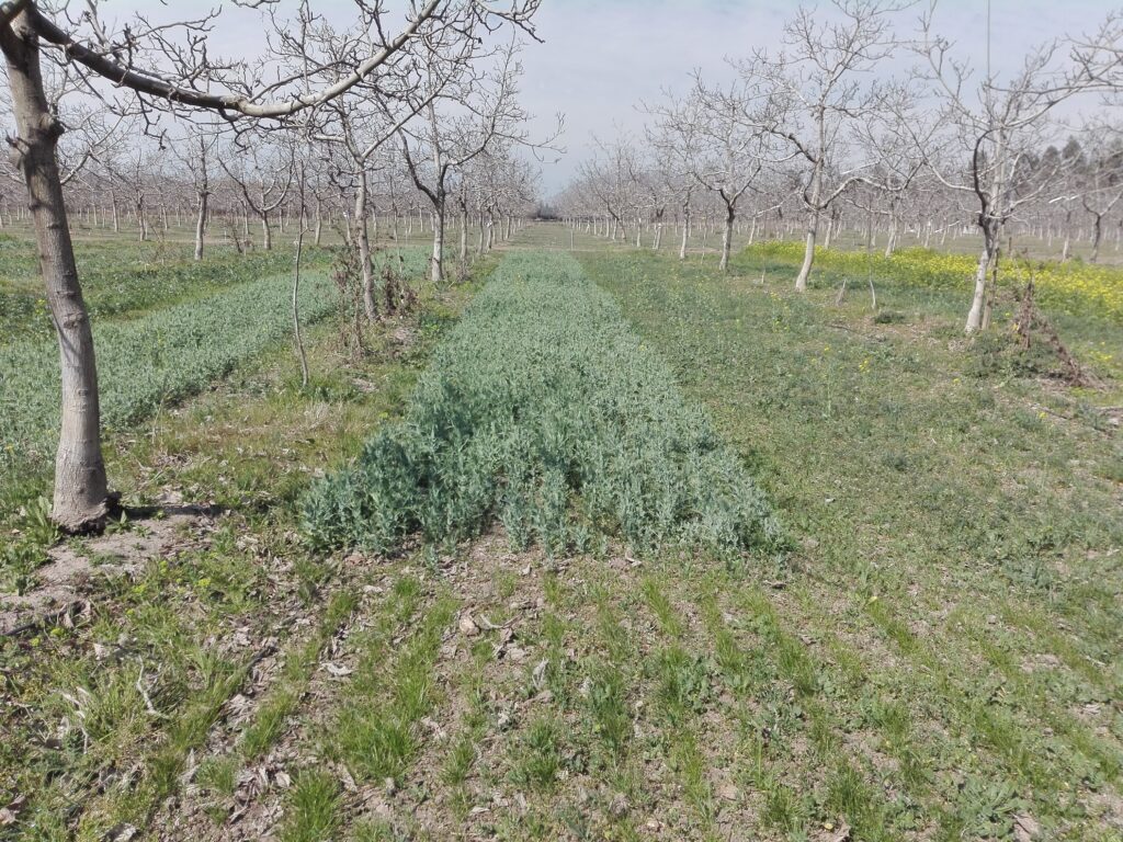 En este momento estás viendo Cubiertas vegetales para huertos de nogales orgánicos