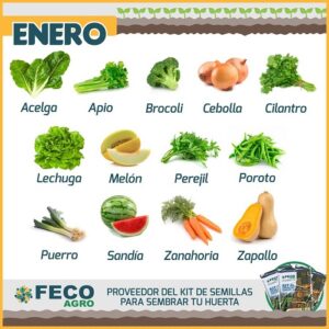 Lee más sobre el artículo Qué sembrar en enero: los cultivos más apropiados para la huerta de verano