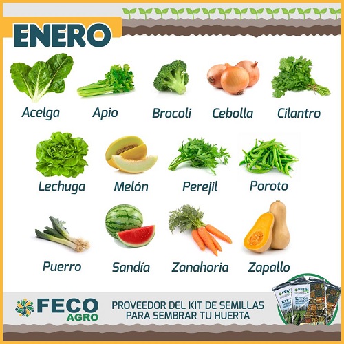 En este momento estás viendo Qué sembrar en enero: los cultivos más apropiados para la huerta de verano