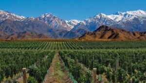 Lee más sobre el artículo como hacer para inscribirte a los créditos vitícolas