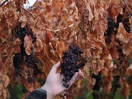 Lee más sobre el artículo El INTA San Juan y una empresa local logran mayor eficiencia en la cosecha mecánica de pasas con un nuevo espaldero adaptado