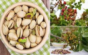Lee más sobre el artículo Producción de pistacho en zonda