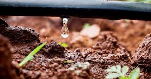 En este momento estás viendo Producción brindará charlas y capacitaciones en sistemas de riego por goteo