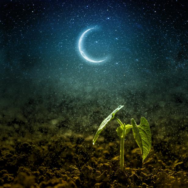 Lee más sobre el artículo Cómo cultivar teniendo en cuenta las fases lunares