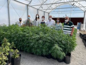 Lee más sobre el artículo Triplicarán la producción de cannabis medicinal en San Juan con la incorporación de más empresas