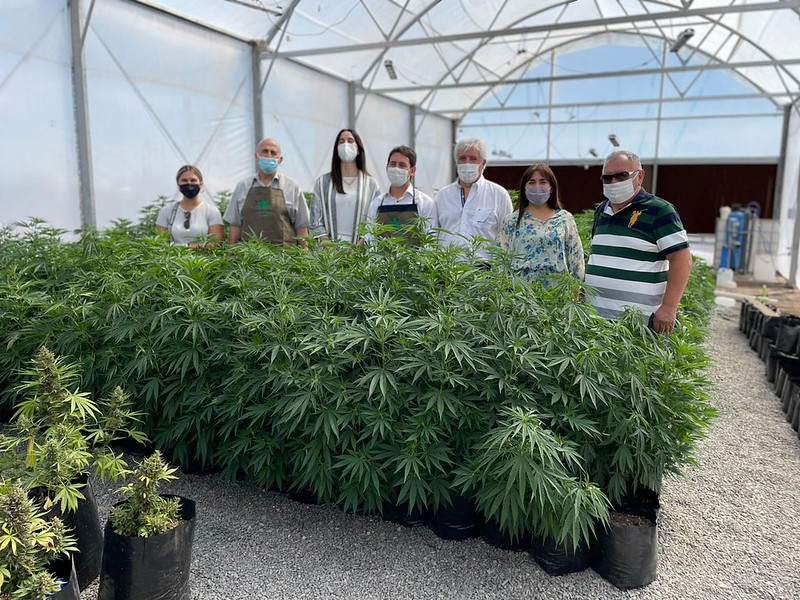 En este momento estás viendo Triplicarán la producción de cannabis medicinal en San Juan con la incorporación de más empresas