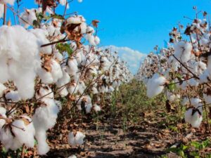 Lee más sobre el artículo San Juan cultiva Algodón para rotar la producción