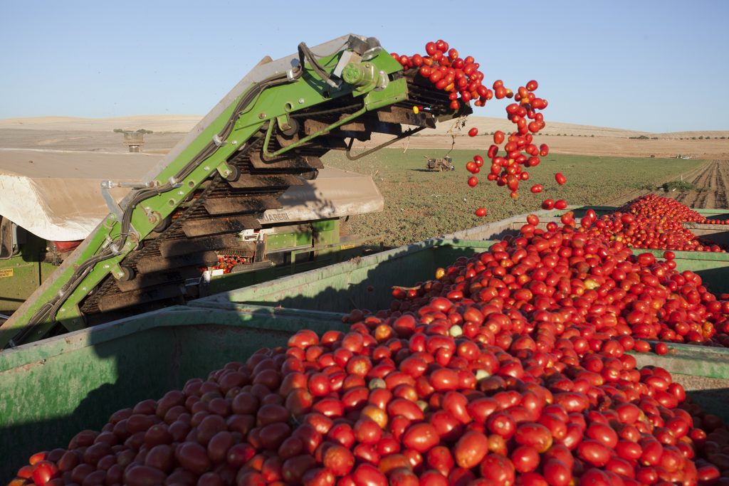 En este momento estás viendo Finalizó el 16° Simposio de la ISHS sobre el tomate para industria