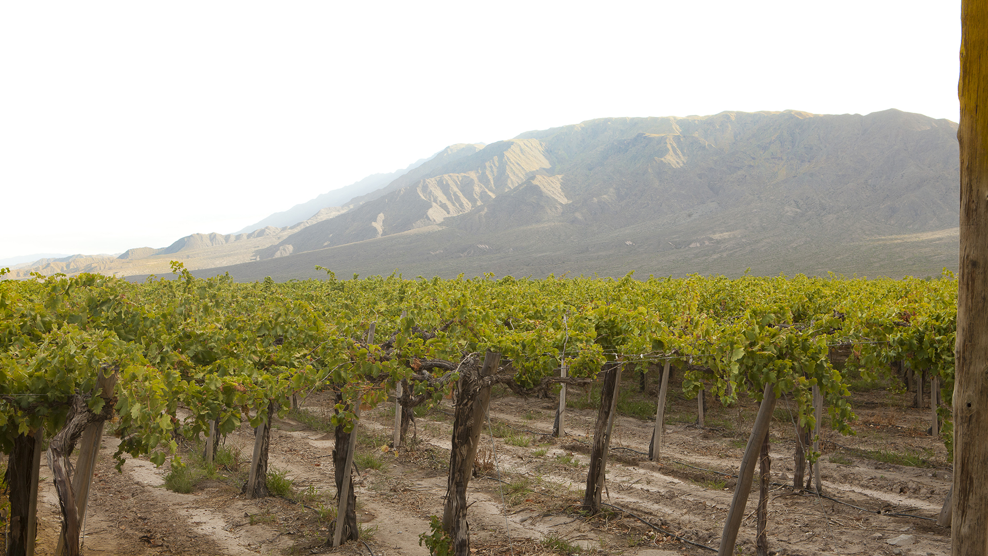 En este momento estás viendo Lobesia botrana: realizarán un registro de productores de uva orgánica 2022