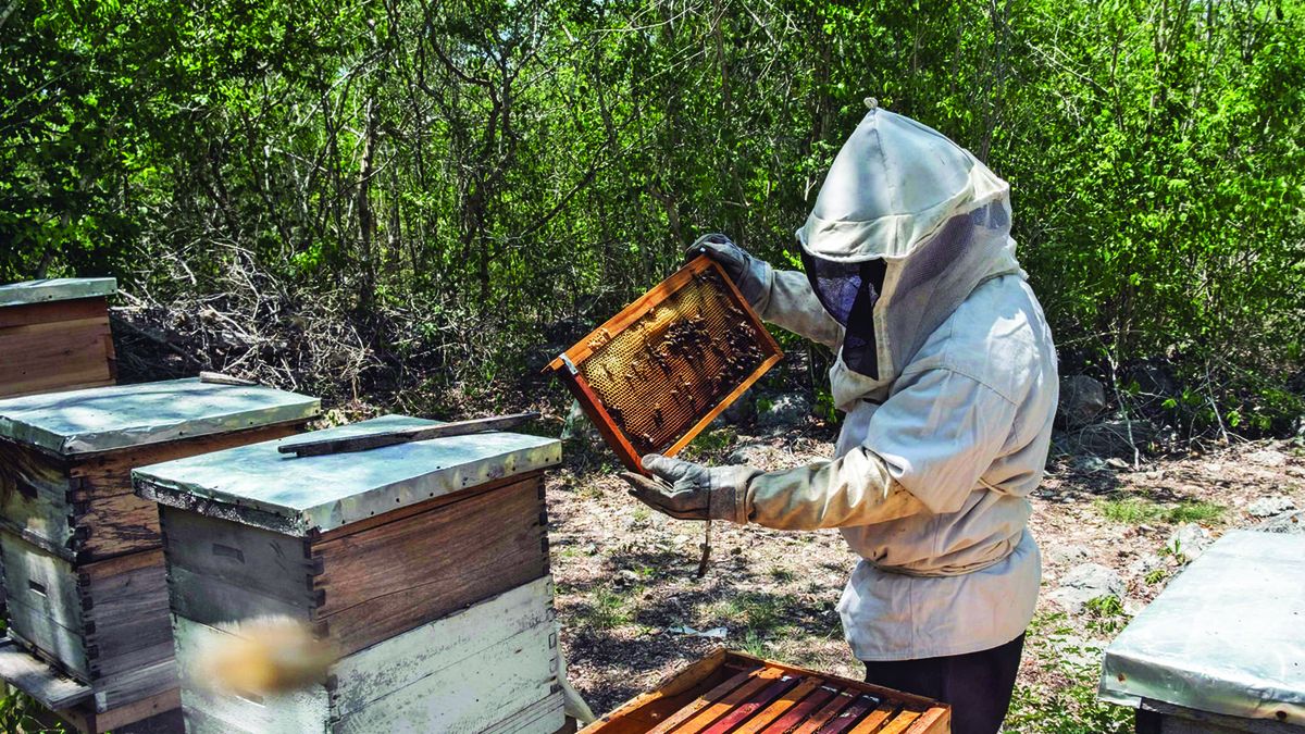 Lee más sobre el artículo Dictarán un curso en iniciación apícola y buenas prácticas de manejo