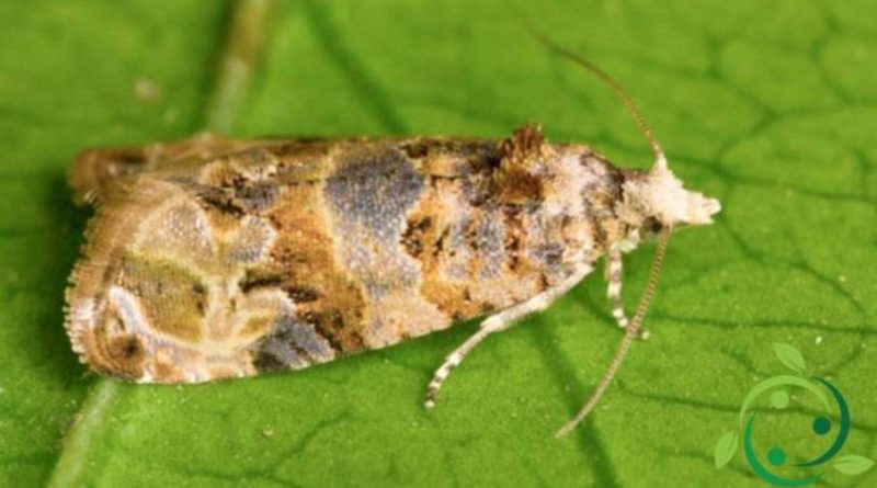 En este momento estás viendo Angaco será el destino de la próxima jornada de sanidad vegetal