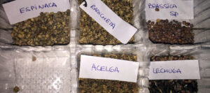 Lee más sobre el artículo Los cultivos más apropiados para iniciar una huerta en enero