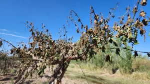 Lee más sobre el artículo Convocatoria para productores afectados por las heladas tardías a completar documentación