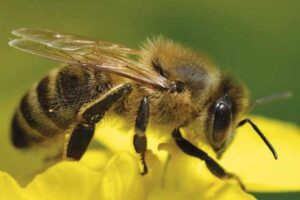 Lee más sobre el artículo “Yateí”, la abeja nativa sin aguijón que representa una excelente opción para diversificar la producción de miel