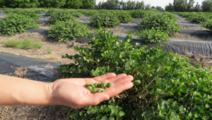 Lee más sobre el artículo La alcaparra,  ya se cultiva en San Juan. En Córdoba su producción ya supera la tonelada y media anual.