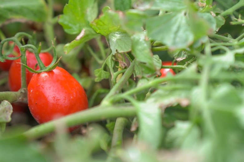 Lee más sobre el artículo San Juan se prepara para el VII Encuentro Argentino del Tomate
