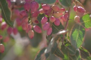 Lee más sobre el artículo El pistacho será protagonista en unas jornadas de capacitación