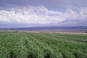 Lee más sobre el artículo Brindarán una capacitación para cultivo de forrajeras en Jáchal
