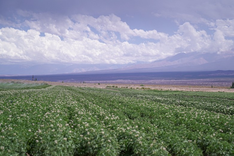 En este momento estás viendo Brindarán una capacitación para cultivo de forrajeras en Jáchal