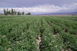 Lee más sobre el artículo Se encuentra vigente el Programa de Fomento a la Producción de Forrajeras