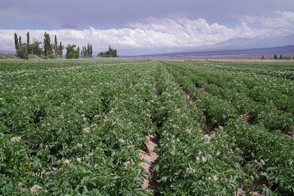 En este momento estás viendo Se encuentra vigente el Programa de Fomento a la Producción de Forrajeras