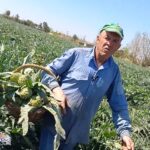 🌿💚#ALCAUCIL : La tradición que sigue viva en el campo sanjuanino🍀|Así es su cosecha🥬