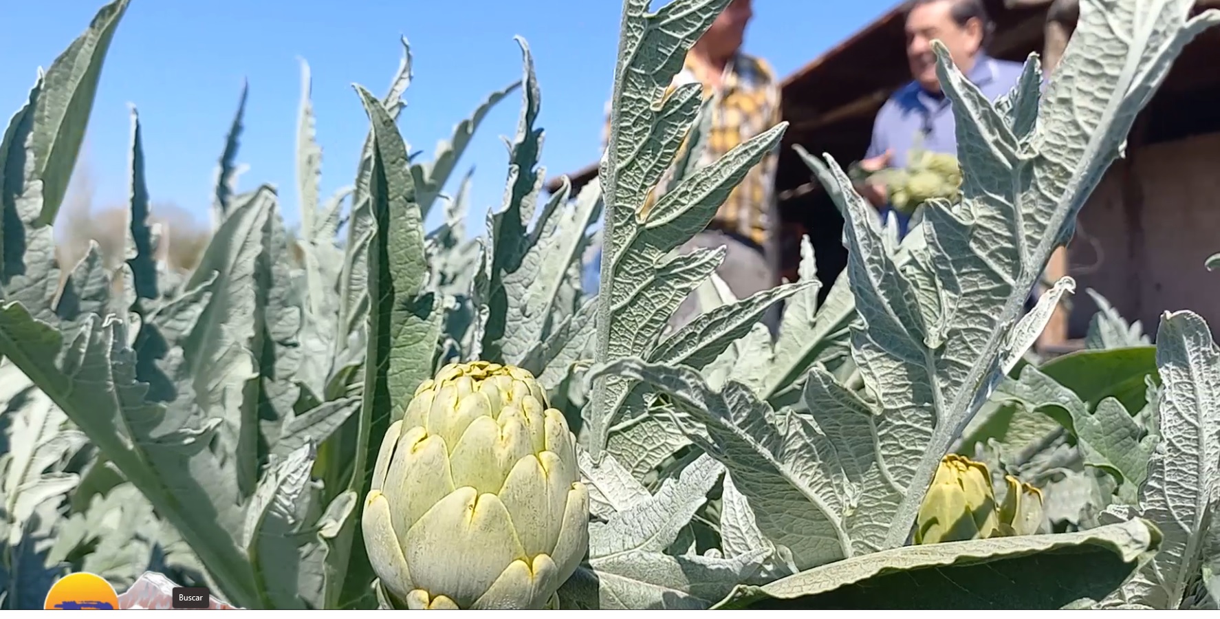 Lee más sobre el artículo 🌱El Alcaucil Sanjuanino 👣Visitamos los hermanos Migorance en el departamento de Pocito 🥰