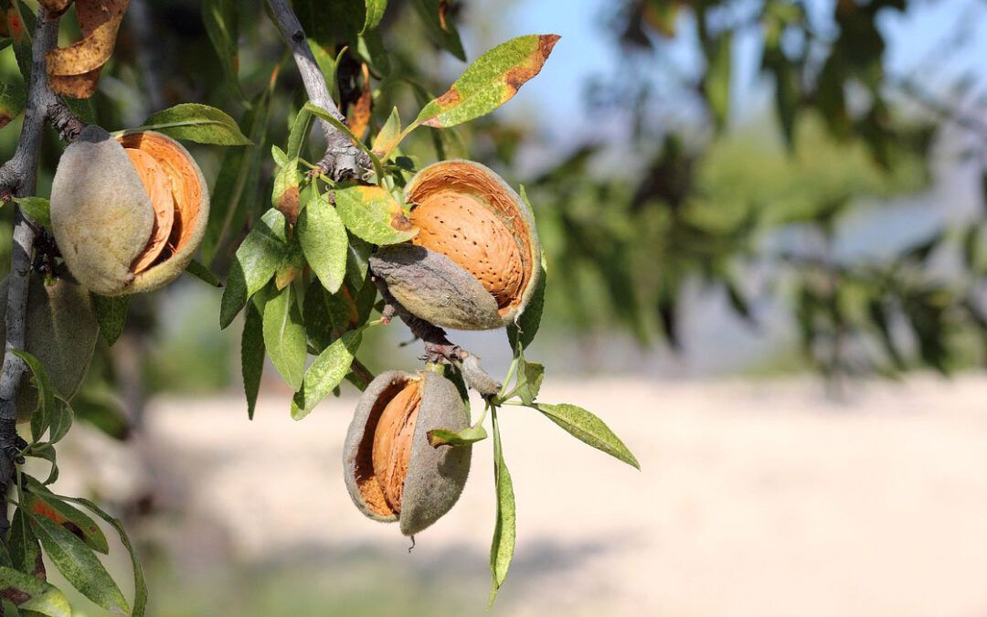 Lee más sobre el artículo Es cuarta generación agrícola- ganadera, pero salió de su zona de confort y se reconvirtió para producir un fruto seco que está de moda