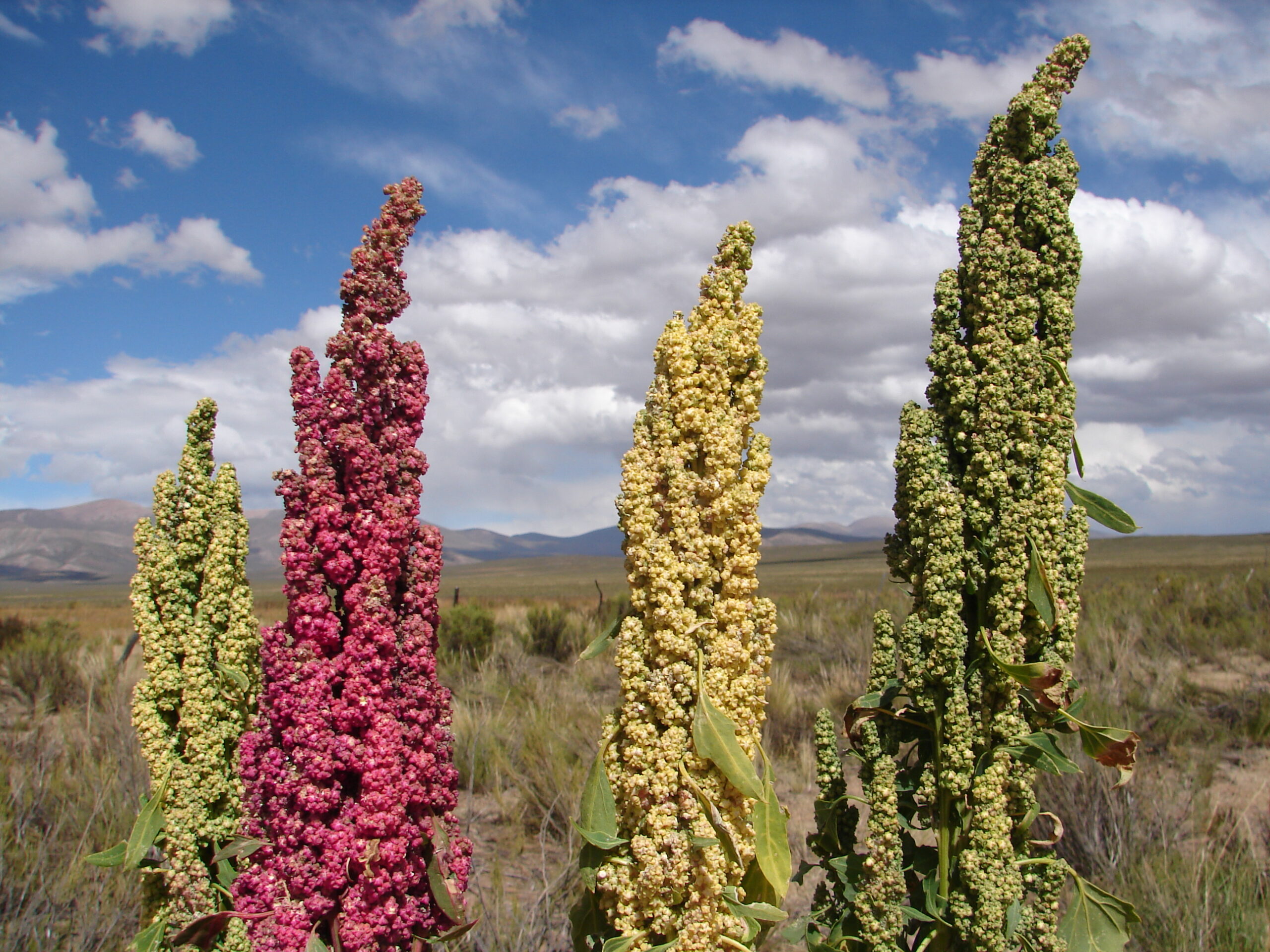 Lee más sobre el artículo Semillas Sanjuaninas de Quinoa Rumbo al espacio