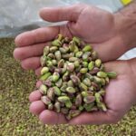 Pistacho: La inversión que está transformando el campo sanjuanino.