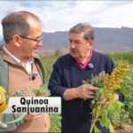 El legado milenario: el «Grano Madre» que prohibieron los conquistadores