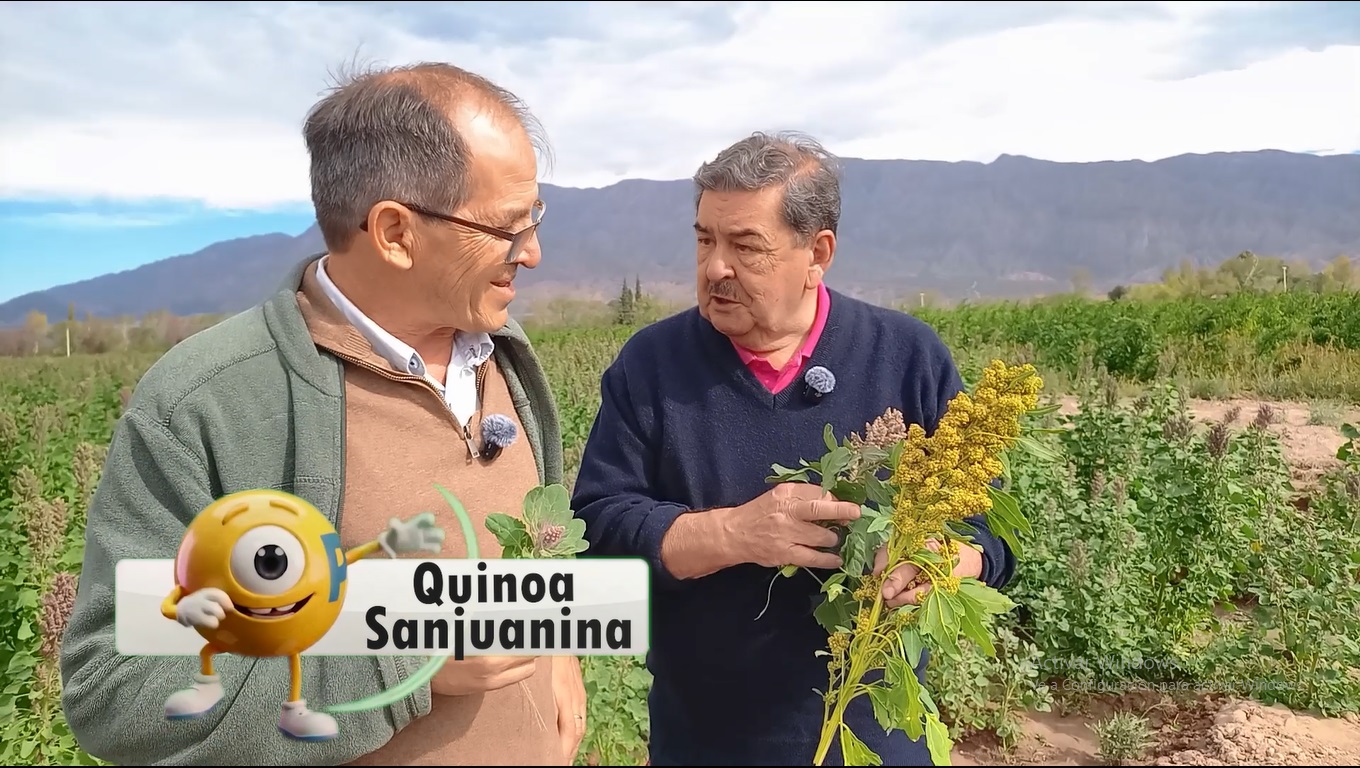 En este momento estás viendo El legado milenario: el «Grano Madre» que prohibieron los conquistadores