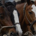 Se actualizó el marco normativo para la identificación de caballos