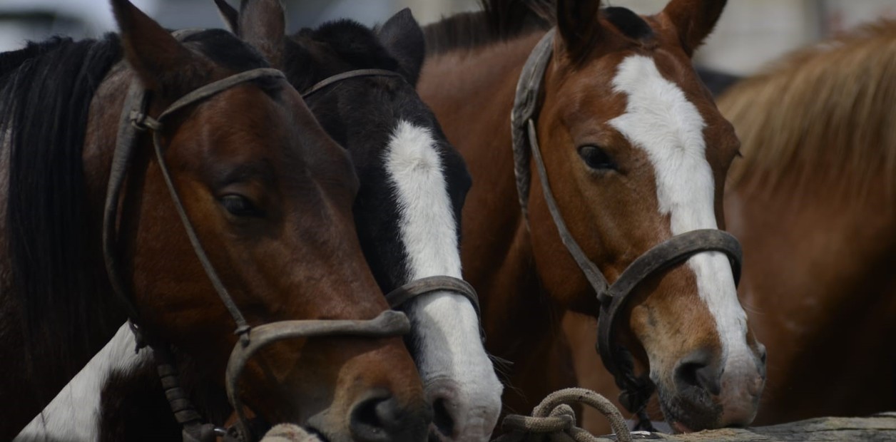 En este momento estás viendo Se actualizó el marco normativo para la identificación de caballos