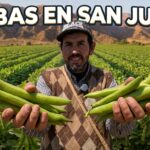 🌿El sabor del campo sanjuanino: HABAS, ARVEJAS y mucho trabajo detrás de cada cosecha🚜 👨‍🌾