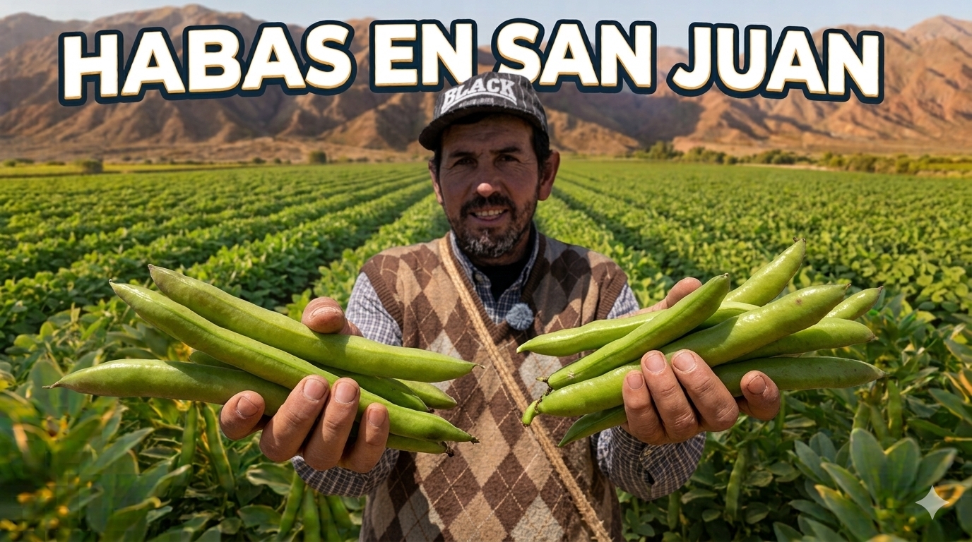 En este momento estás viendo 🌿El sabor del campo sanjuanino: HABAS, ARVEJAS y mucho trabajo detrás de cada cosecha🚜 👨‍🌾